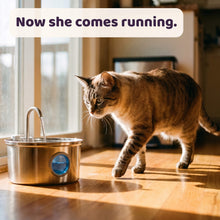 Purrsteel Fresh Water Fountain